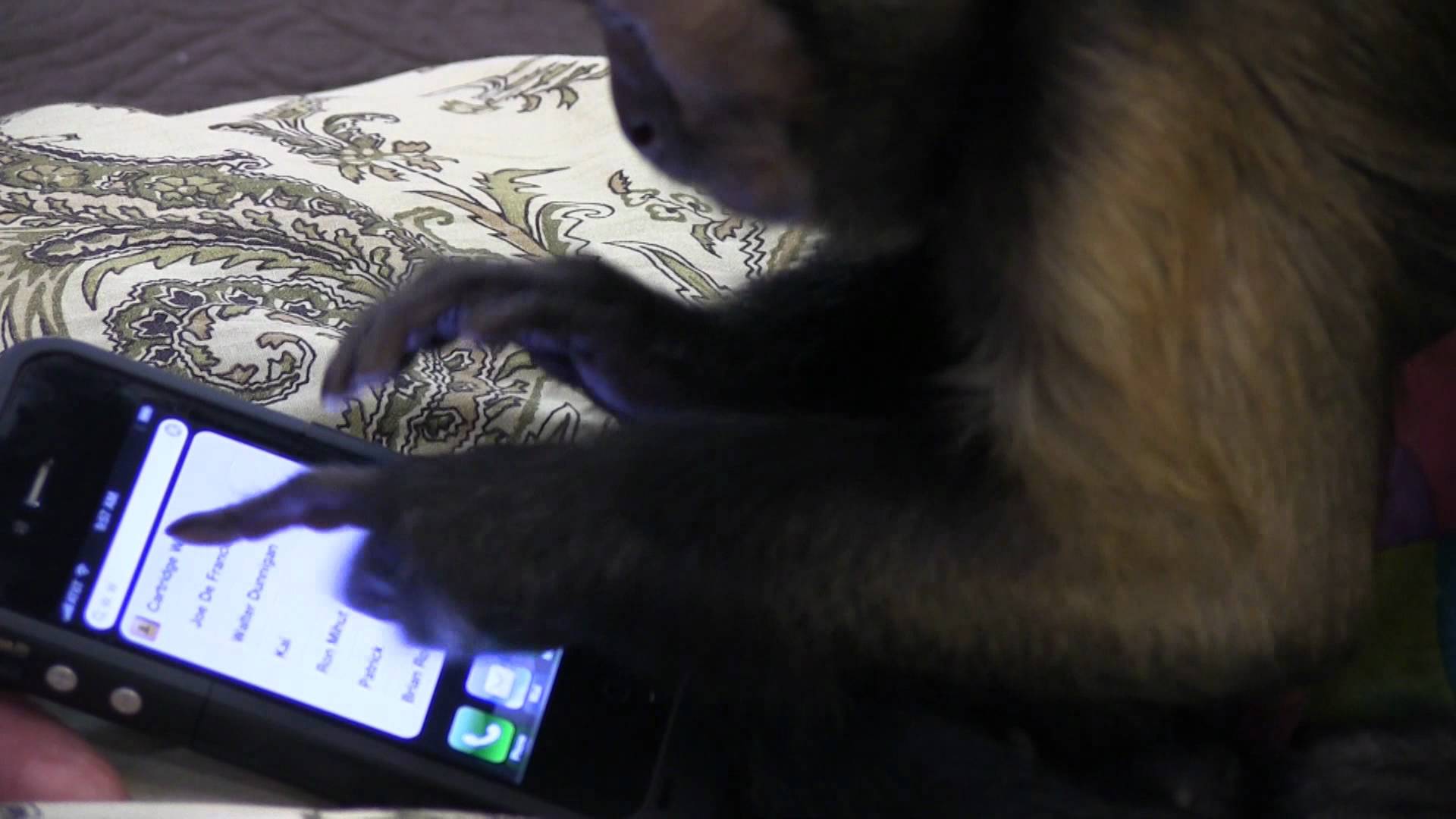 #videovrijdag Geef een aap een smartphone... 1