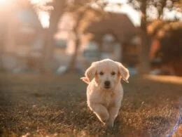 Beste GPS Tracker voor je hond - Januari 2024 20